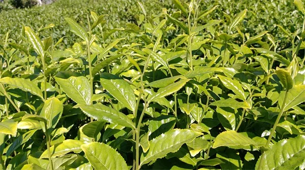 【実体験】日陰のポーチでも枯らさない植物の育て方 3年試してわかったコツ