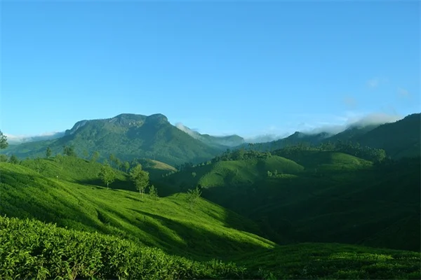 観葉植物の旅行中自動化！たった2,000円で枯らさない3つのコツ