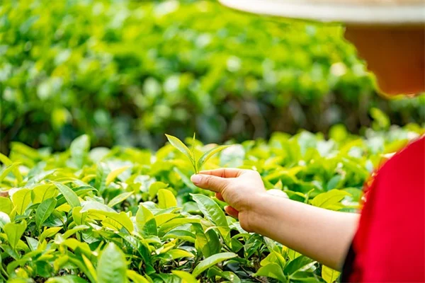 冬の野生植物探し完全ガイド：初心者が安全に始める5種の収穫物