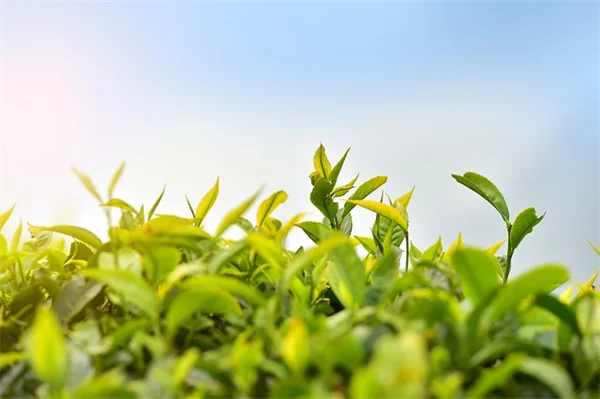 庭の植物病害を特定する方法：5つの病気と見分け方のコツ
