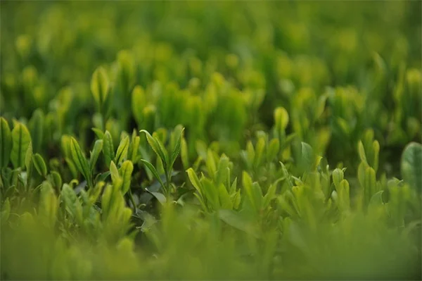 植物の間隔ガイドラインは絶対じゃない？10年の経験で解説
