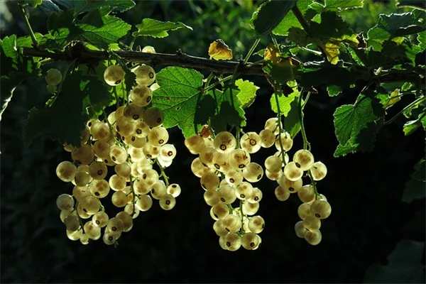 鉢植え切花ガーデンの品種選びと管理の仕方、花束が作れるコツを知っていますか？
