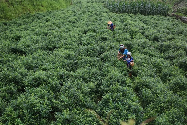 热带植物の冬越しは室内でできる？現役園芸家が教える5つのコツ
