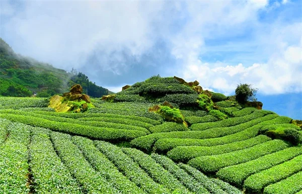 植物の悲鳴は本当？科学でわかった真実と農業での活用法